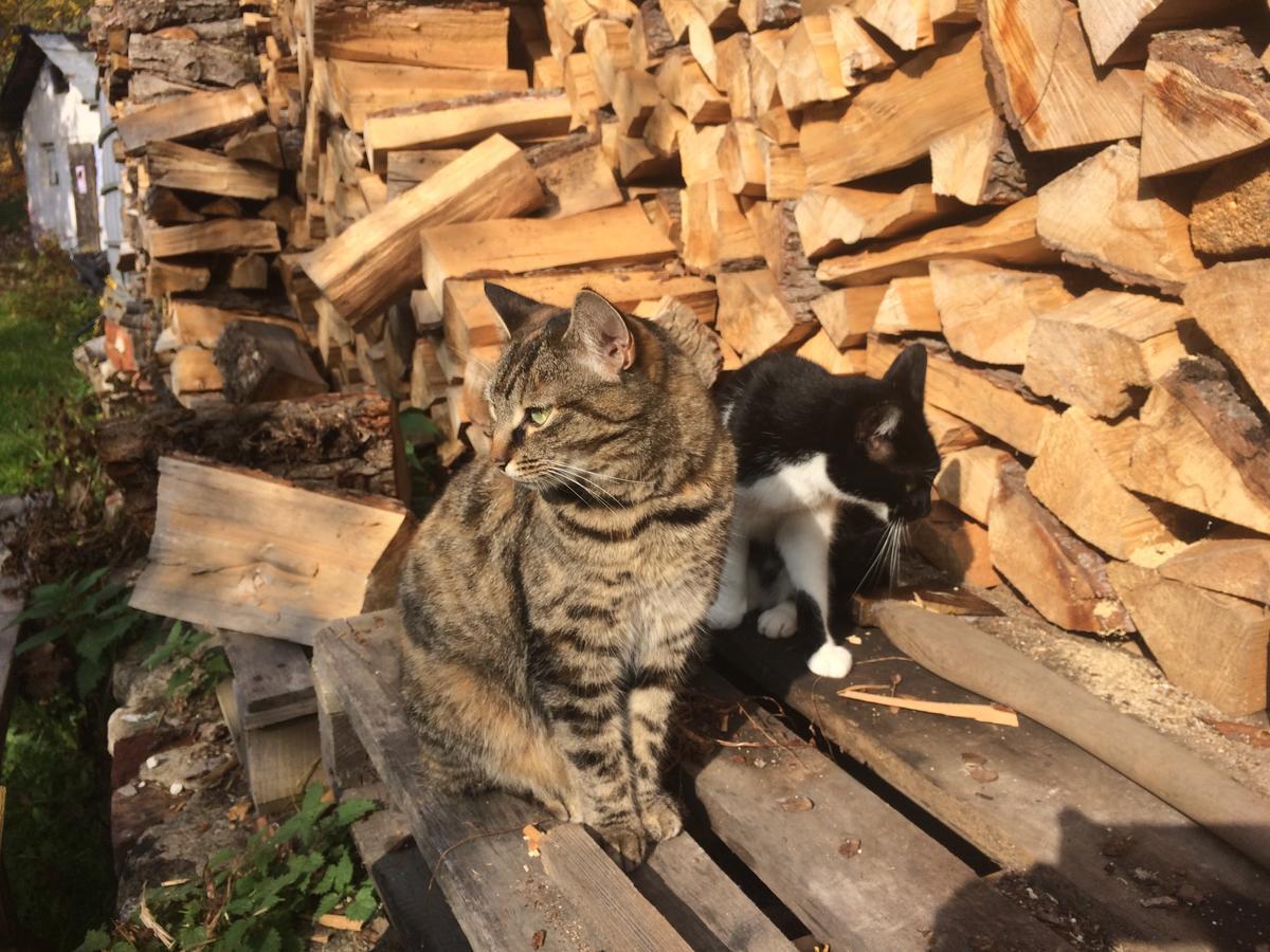 Cesta Pansiyon Tábor Dış mekan fotoğraf